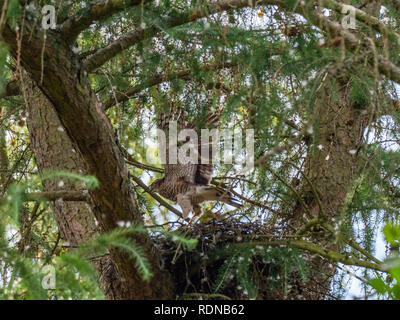 Juvenile Sperber (Accipiter nisus) auf einem Nest Stockfoto