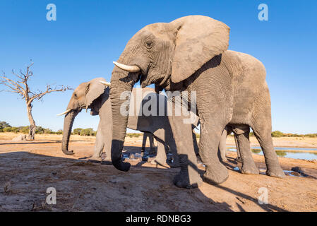 Afrikanischer Elefant aus einem undertground gesehen in Simbabwe Hwange National Park verstecken. Stockfoto