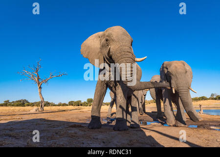 Afrikanischer Elefant aus einem undertground gesehen in Simbabwe Hwange National Park verstecken. Stockfoto