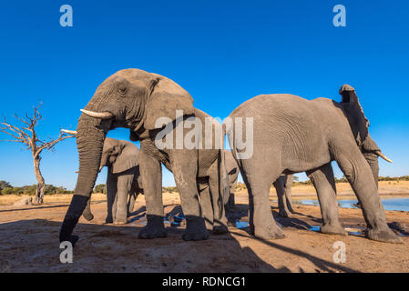 Afrikanischer Elefant aus einem undertground gesehen in Simbabwe Hwange National Park verstecken. Stockfoto