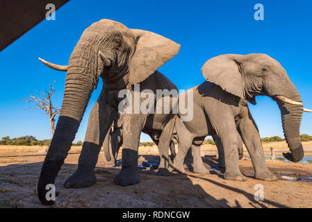 Afrikanischer Elefant aus einem undertground gesehen in Simbabwe Hwange National Park verstecken. Stockfoto