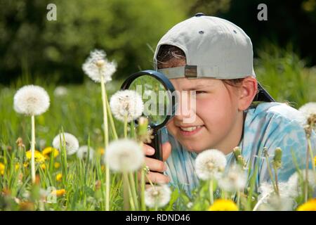 Mädchen an Löwenzahn durch ein Vergrößerungsglas suchen Stockfoto