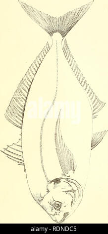 . Essbare Fische und Krebstiere von New South Wales. Fische - Australien New South Wales; Krebstiere - Australien New South Wales. ^. Bitte beachten Sie, dass diese Bilder sind von der gescannten Seite Bilder, die digital für die Lesbarkeit verbessert haben mögen - Färbung und Aussehen dieser Abbildungen können nicht perfekt dem Original ähneln. extrahiert. Ogilby, James Douglas, 1853-1925. Sydney: C. Potter, Govt. Drucker Stockfoto