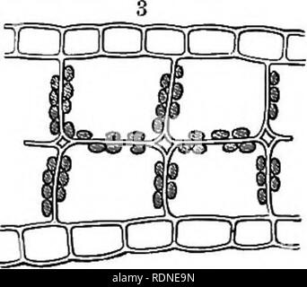 . Der natürliche Verlauf von Pflanzen, deren Formen, Wachstum, Reproduktion und Verteilung;. Botanik. Abb. 97.-Position der Chlorophyll-Granulat in den Zellen der Efeu-leaved Wasserlinsen (Lemna trisulca). Ich im Finstern, s in direktem Sonnenlicht. "In diffuses Licht. versucht, unter allen Umständen diese definitive Betrag zu erhalten. Wenn schwach beleuchtet, Chlorophyll-Granulat eine Form und Position in Folge, von denen Sie die größtmögliche Fläche auf das Licht; wenn stark illumi, übernehmen Sie eine Form und Position, um die das kleinstmögliche Fläche so ausgesetzt ist. Diese proc Stockfoto
