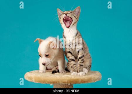 Kätzchen und Welpen friedlich neben einander sitzen Stockfoto