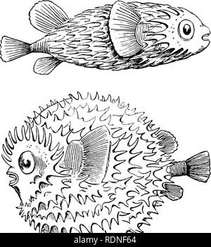 . Amtsblatt der Forschungen in die Naturgeschichte und Geologie der Länder, die während der Reise besuchten rund um die Welt der H.M.S. "Beagle" unter dem Kommando von Kapitän Fitz Roy, R.N. Beagle Expedition (1831-1836); Naturgeschichte; Geologie; Reisen rund um die Welt. Gewohnheiten EINES DIODON 13 die Grenzen der Flutwellen; und wie sich ein Rinnsal tröpfelt langsam runter, die Brandung muss das Polieren macht der Katarakte in der großen Flüsse. In der Art und Weise, wie, Aufstieg und Fall der Flut wahrscheinlich Antwort auf die periodische Überschwemmungen; und damit die gleichen Effekte unter anscheinend hergestellt werden Stockfoto