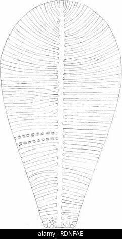 . Flora von Koh Chang: Beiträge zur Kenntnis der Vegetation in den Golf von Siam. Botanik. Ich. 3 ein: &gt;&gt; t ij tS vis) 3 ft 3 c, A - 7 f? Il0J? . B n. Bitte beachten Sie, dass diese Bilder sind von der gescannten Seite Bilder, die digital für die Lesbarkeit verbessert haben mögen - Färbung und Aussehen dieser Abbildungen können nicht perfekt dem Original ähneln. extrahiert. Schmidt, Johannes, 1877-1933. Kopenhagen: B. Luno Stockfoto