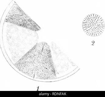 . Flora von Koh Chang: Beiträge zur Kenntnis der Vegetation in den Golf von Siam. Botanik. Bolanisk Tidsskrift", Bd. 1, Bl. 26. Tavle 1.. Bitte beachten Sie, dass diese Bilder sind von der gescannten Seite Bilder, die digital für die Lesbarkeit verbessert haben mögen - Färbung und Aussehen dieser Abbildungen können nicht perfekt dem Original ähneln. extrahiert. Schmidt, Johannes, 1877-1933. Kopenhagen: B. Luno Stockfoto