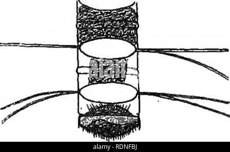 . Flora von Koh Chang: Beiträge zur Kenntnis der Vegetation in den Golf von Siam. Botanik. Abb. 14. Chaetoeeras javanicuin Gl. Kette in der Ansicht von vorn, die in der Seitenansicht (-;-). Diese Art ist, als Gleve kürzlich erklärt hat, fast zu C. Schuttii Gl ähnlich, wenn nicht identisch; Ich habe einige Sporen, die zu dieser Spezies gefunden und Sie sind ungefähr so die Sporen von C. Schuttii, beide Ventile, Spini - ferous. Es hat ein chromatophore vor; das Terminal avsms sind abweichende in spitzem Winkel - und verdickt; die anderen Grannen sind dünn und ChaetocerasV^ anicum Gl. "™ aus zu den Enden der t Stockfoto