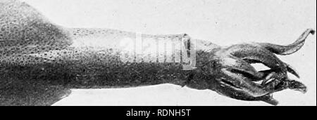 . Meer leben; die Wirbellosen der New Yorker Küste. Meerestiere. 160 Meer leben Schlitz auf die Seiten des Halses, und durch tlie Siphon, der außen Projekte aus tlie Mantel entladen - Hohlraum unter den Kopf. Gelegentlich jedoch, den siphon ist rückwärts gedreht, damit caus-. Abb. lis: Stumpf-TAILED SQUID. Neue. lersey Küste. iiig das Tier zu Dart vorwärts, aber diese Methode der Progression ist selten im Vergleich zu den Rückständigen darting. Sie können sich auch langsam vorwärts, wenn durch Bewegungen der fin angetrieben. Scjuids weiden auf kleine Fische, Krebstiere, und selbst die Jungen von tlieir eigene Stockfoto