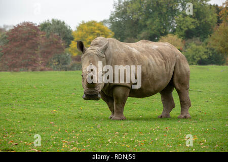 Meine suchen Rhino in die Kamera starrt. Einsame Tier in einer Wiese mit Bäumen hinter sich. Stockfoto