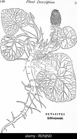 . Kräuter, ihren Ursprung und Evolution, ein Kapitel in der Geschichte der Botanik, 1470-1670. Botanik; Botanik; Herbals. [CH. PETASITES Text-Bild. 58. "Pestwurz Petasites" = [Fuchs, de Historia stirpium, 1542]. Reduziert. ^ '. Bitte beachten Sie, dass diese Bilder sind von der gescannten Seite Bilder, die digital für die Lesbarkeit verbessert haben mögen - Färbung und Aussehen dieser Abbildungen können nicht perfekt dem Original ähneln. extrahiert. Arber, Agnes Robertson, 1879-1960. Cambridge University Press Stockfoto