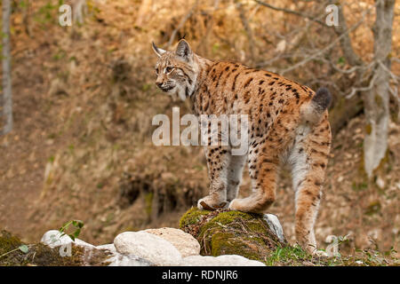 Eursian lynx stehend auf einem Felsen in autmn Wald mit verschwommenen Hintergrund. Stockfoto