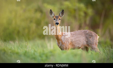 Rehe, Hyla arborea, doe Weiblichen im Frühjahr stehen auf einer Wiese. Stockfoto