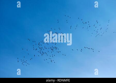 Kraniche (Grus Grus) auf blauer Himmel in den Süden zu fliegen, Vogelzug, Münster, Nordrhein-Westfalen, Deutschland Stockfoto