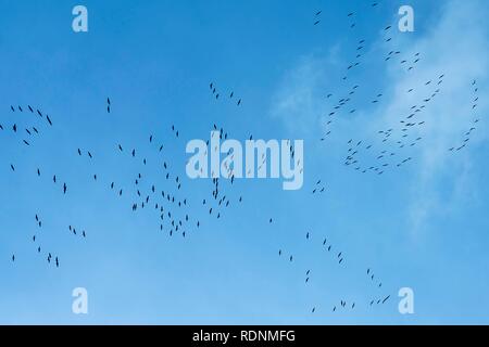 Kraniche (Grus Grus) auf blauer Himmel in den Süden zu fliegen, Vogelzug, Münster, Nordrhein-Westfalen, Deutschland Stockfoto