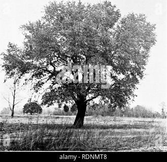 . Dritter Bericht der Kommission über die Verschönerung der Stadt Norfolk, Virginia: Juli 1913 - Juli 1915. Bäume; Städtebau; Stadtplanung. LIVE EICHEN auf WESTOVER AVE. Der Baum PROBLEM. 1 st. Pi' Trennung von Karte, Atlas und Index, die Liste der Straßen von Norfolk und Bestand der Bäume darauf und Lage der gleichen. 2. Die Zuordnung zu den verschiedenen Straßen die Art der Bäume für die Bepflanzung geeignet, nach Untersuchung gezeigt hat, welche die Erde und die Lage natürlich erfordern. 3. Die Bestimmung des einheitlichen Abstand für das Pflanzen von Bäumen auf den Straßen, mit Bezug auf das Wachstum und die Spi Stockfoto