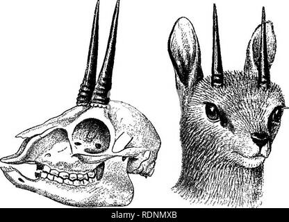 . 17 Reisen durch Somaliland und ein Besuch in Abessinien; mit ergänzenden Vorwort auf der 'Mad Mullah' Untergänge. Maxamad Cabdulle Xasan, 1864-1920; Ethnologie; Zoologie. Die FAUNA VON SOMALILAND 317 Beide Arten, die sich Salz, aber nicht mit Wasser möchten, und es ist schwer zu verstehen, was Sie abholen können in die Verdammten Masse von Ihnen frequentiert zu essen. Sie in der Regel vermeiden, dichten Busch und Neugier, die Mengen an Frechheit, aber wunderbar auf dem Alarm und schwer zu schießen, scheinbare die Reichweite eines ritie kennen, und präsentieren ein kleines Ziel. Die Klipspeinger {Oreotragus Saltator) Somal Stockfoto