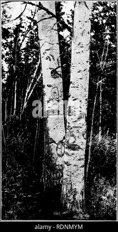 . Die Arktis Wiesen, ein Kanu-Reise von 2000 Meilen auf der Suche nach dem Caribou; wird das Konto einer Reise in die Region nördlich von Aylmer See. Hirsch Jagd. Tragen Drei-klauen-Markierungen am Baum. Bitte beachten Sie, dass diese Bilder sind von der gescannten Seite Bilder, die digital für die Lesbarkeit verbessert haben mögen - Färbung und Aussehen dieser Abbildungen können nicht perfekt dem Original ähneln. extrahiert. Seton, Ernest Thompson, 1860-1946. New York, C. Scribner's Söhne Stockfoto