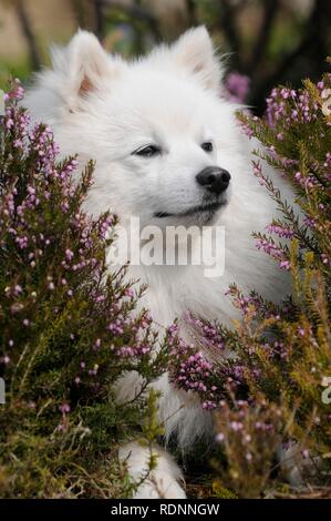 Japan Spitz, saß zwischen blühenden Heidekraut, Österreich Stockfoto