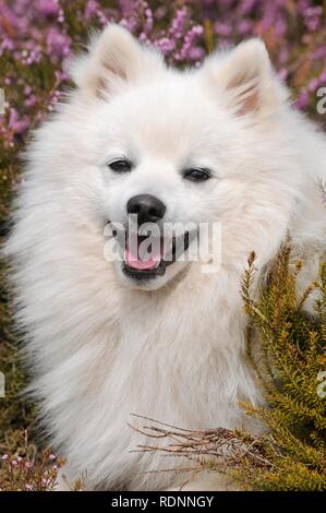 Japan Spitz, saß zwischen blühenden Heidekraut, Österreich Stockfoto