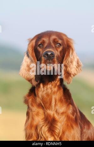 Irish Setter, Tier Portrait, Österreich Stockfoto
