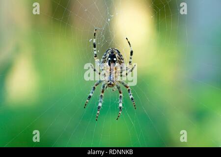 Araneus orb-weben Spinne (Araneus) im Web Stockfoto