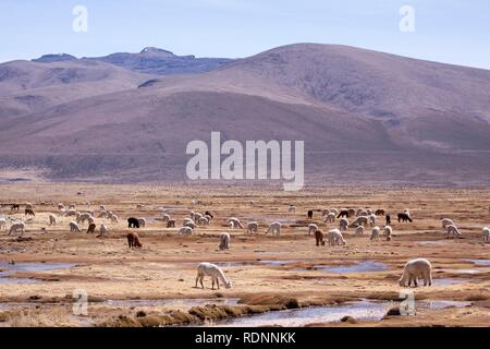 Lamas in den Bergen in der Nähe von Arequipa, Peru, Südamerika Stockfoto