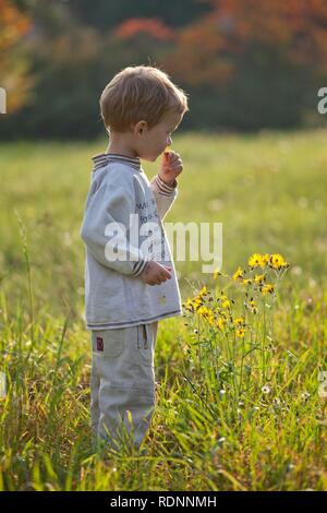 Kleinen Jungen auf einer Wiese Stockfoto