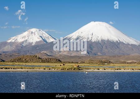 Parinacota und Pomerape Vulkane, Lauca Nationalpark und UNESCO-Biosphärenreservat, Arica und Parinacota Region, Chile Stockfoto