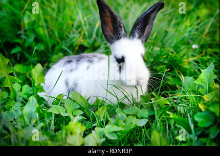 Baby White Rabbit auf Gras Stockfoto