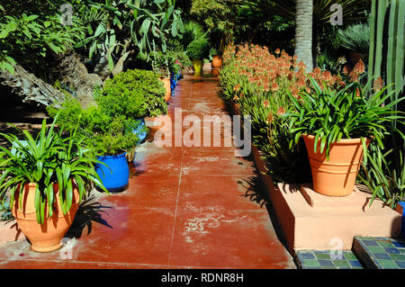 Roter Pfad oder der Weg in den Garten oder den Botanischen Garten Jardin Majorelle Marrakech oder Marrakesch Marokko Stockfoto