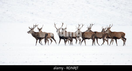 Herde von Rotwild, Cervus elaphus, Hirsche im Winter auf Schnee. Stockfoto