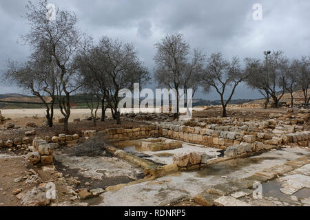 Olivenbäume wachsen inmitten der Ruinen in die archäologische Stätte von Tel Silo (khirbet Seilun), eine antike Stadt in Samaria, der großen Israelitischen Gottesdienst Zentrum, bevor der erste Tempel in Jerusalem errichtet wurde in der West Bank, Israel. Stockfoto