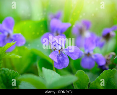 Viola odorata (Sweet Violet, Viola odorata) blühen im Frühjahr. Natur Hintergrund Stockfoto