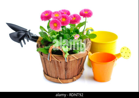 Marguerite Blumen und Garten Werkzeuge auf weißem Hintergrund Stockfoto