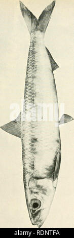 . Die essbaren Fische von New South Wales; ihre Bedeutung und ihre Möglichkeiten. Fische - Australien New South Wales. -^<^c^O Q< X o. Bitte beachten Sie, dass diese Bilder sind von der gescannten Seite Bilder, die digital für die Lesbarkeit verbessert haben mögen - Färbung und Aussehen dieser Abbildungen können nicht perfekt dem Original ähneln. extrahiert. New South Wales. Abt. der Fischerei; Ward, David George, 1877. [Sydney W. A. Gullick, Govt. Drucker] Stockfoto