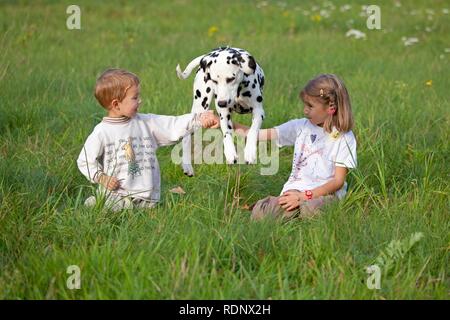 Kinder mit Dalmatiner in einer Wiese Stockfoto