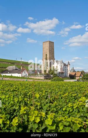 Boosenburg oder Oberburg in Rüdesheim, UNESCO-Weltkulturerbe Oberes Mittelrheintal Rheintal, Rheinland-Pfalz Stockfoto