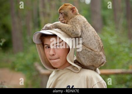 Ein barbary Macaque (Macaca sylvanus) sitzen auf den Schultern eines Jungen Stockfoto