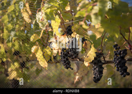 Trauben hängen auf Reben hinter Gitter Verrechnung auf einem Weingut in Wanaka, Südinsel, Neuseeland. Stockfoto