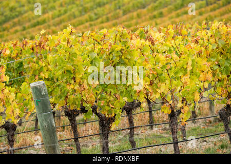 Weinberge im Herbst entlang Felton Road im Central Otago Wein Region in der Nähe von Cromwell, Südinsel, Neuseeland. Stockfoto