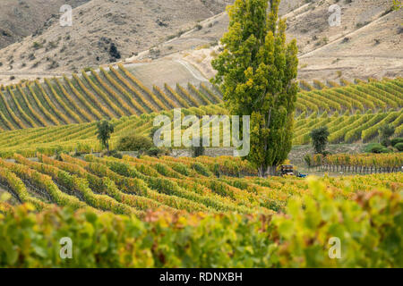 Weinberge im Herbst entlang Felton Road im Central Otago Wein Region in der Nähe von Cromwell, Südinsel, Neuseeland. Stockfoto