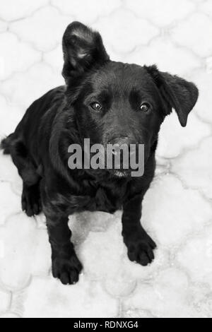 Schwarz klein Hund. Foto. Schwarz und Weiß Stockfoto