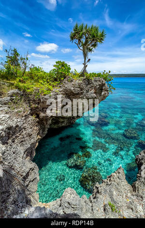 Ansicht einer einzigen Baum auf einer gekrümmten Klippe mit schönen türkisfarbenen Wasser auf der Insel von Mare, Neukaledonien Stockfoto