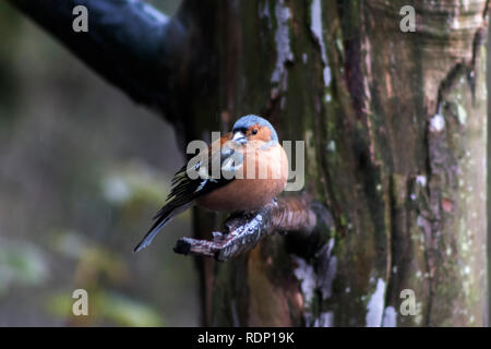 Männchen buchfink Vogel auf einem Zweig in der Feder. Der Vogel ist mit Blick auf die Kamera Stockfoto