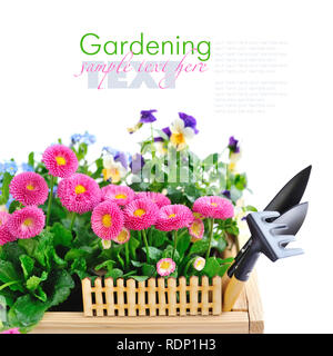 Marguerite Blumen und andere Frühling Blumen und Garten Werkzeuge auf einen weißen Hintergrund mit Platz für Ihren Text Stockfoto