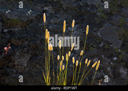 MT 00263-00 ... MONTANA - Gras, die Samen in einem Waldgebiet entlang der Curl Lake TraIl in der Shoshone Wüste verbrannt hat. Stockfoto