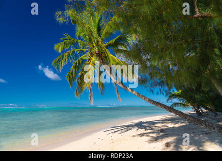 Schöner tropischer Strand mit Kokospalme überhängend ein idyllischer weißer Sandstrand auf der Insel Aitutaki, Cookinseln, Südpazifik Stockfoto