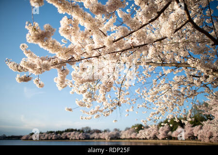 Kirschblüten, Tidal Basin, Washington DC | WASHINGTON D.C., Vereinigte Staaten — Kirschblüten wölben sich gegen einen klaren blauen Himmel über dem Tidal Basin, wobei sich die von Bäumen gesäumte Uferlinie in der Ferne krümmt, während der Höhepunkt der Blüte erreicht ist. Das blühende Dach führt zurück auf ein diplomatisches Geschenk von japanischen Kirschbäumen aus Tokio im Jahr 1912, die heute zu den bekanntesten Bepflanzungen in den Vereinigten Staaten gehören. Stockfoto
